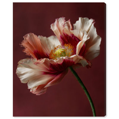 Merlot Blush Blossom I Print by Oliver Gal
