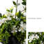 Simulation de décoration florale de sapin en pot