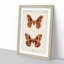Promethea Silk-Moth by S.F. Denton - Picture Frame Painting Print-55602198-55602190