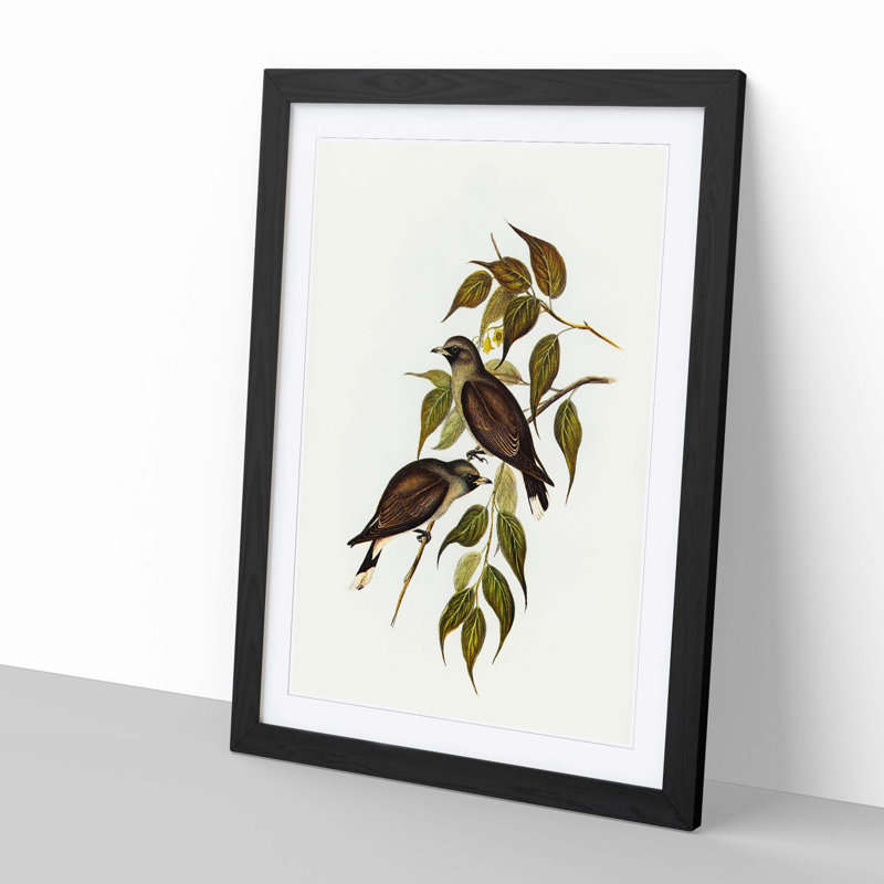 White-Vented Woodswallows by Elizabeth Gould - Picture Frame Painting Print, Black Framed, 65cm H x 48cm W x 2cm D