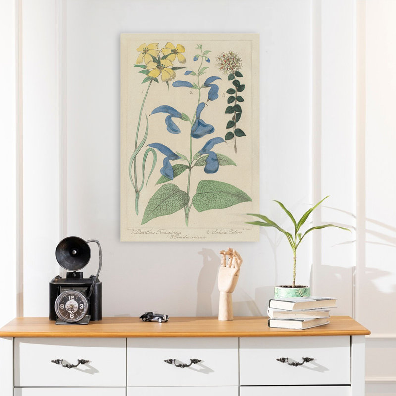 Rétro et campagne / fleurs de Salvia II, H 24 po x l 16 po