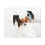«Cute Papillon Bath», art mural-170590903