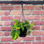 Live Brazil Philodendron Plant in Hanging Pot