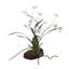 Clovis Orchid Drop-In