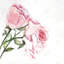 Watercolor Pink Roses - reproduction encadrée romantique pour la maison-1976434718