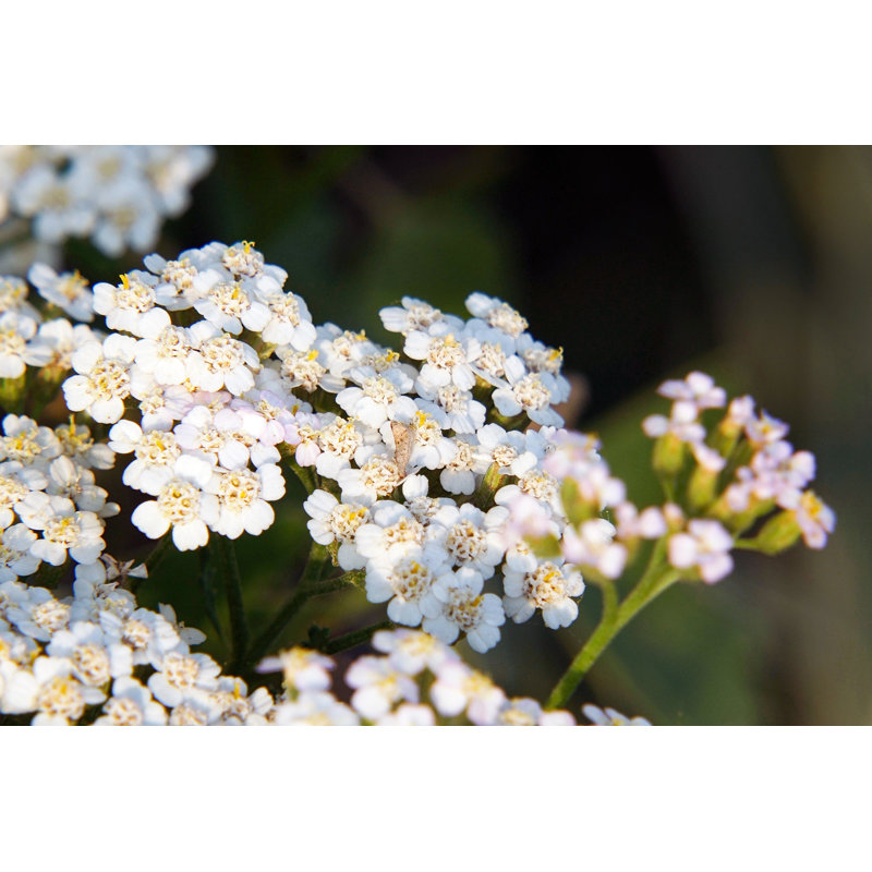 White Meadow Flower Yarrow On Natural Background - Wrapped Canvas Print, 30cm H x 46cm W x 3.8cm D