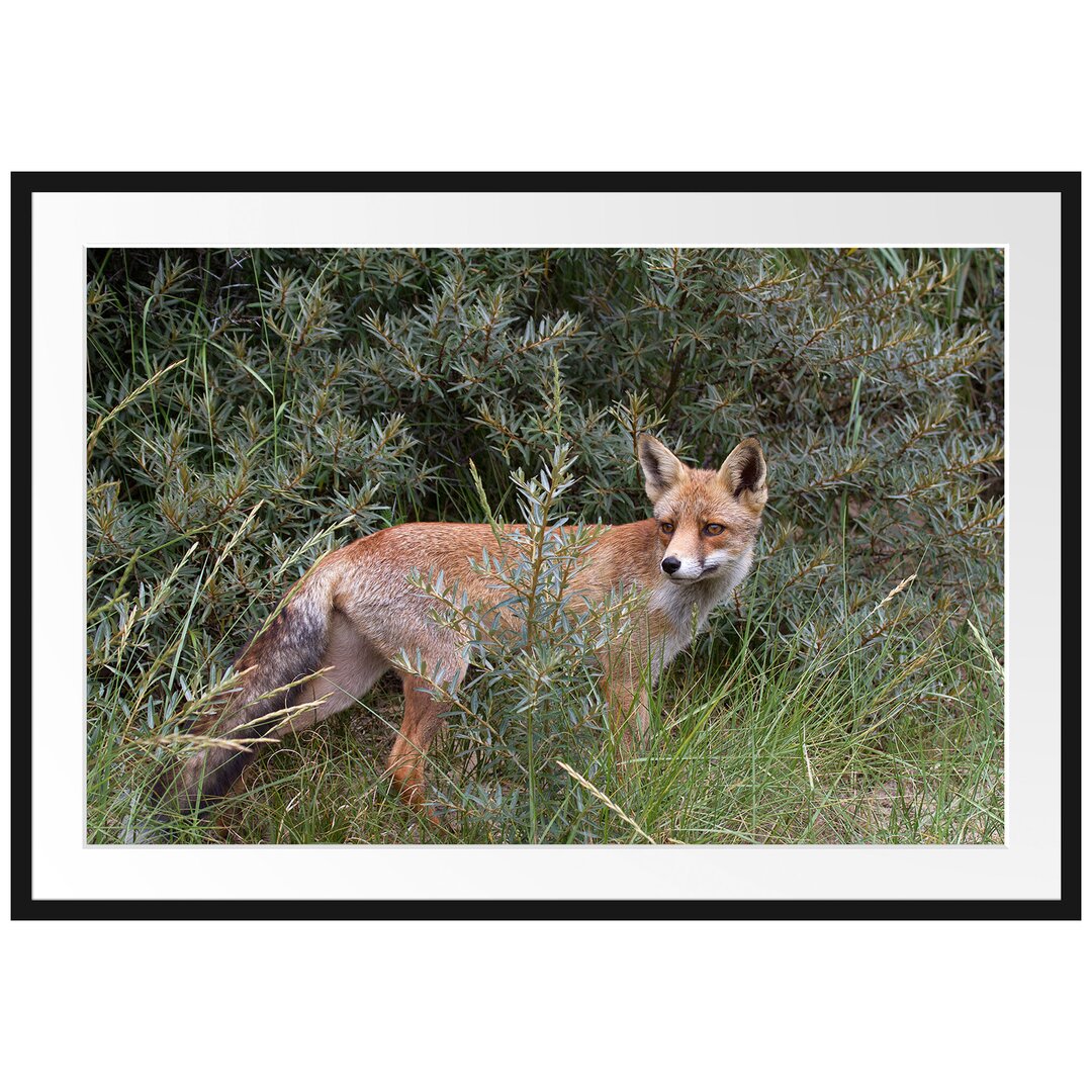 Gerahmtes Poster Fuchs im Wildstrauch