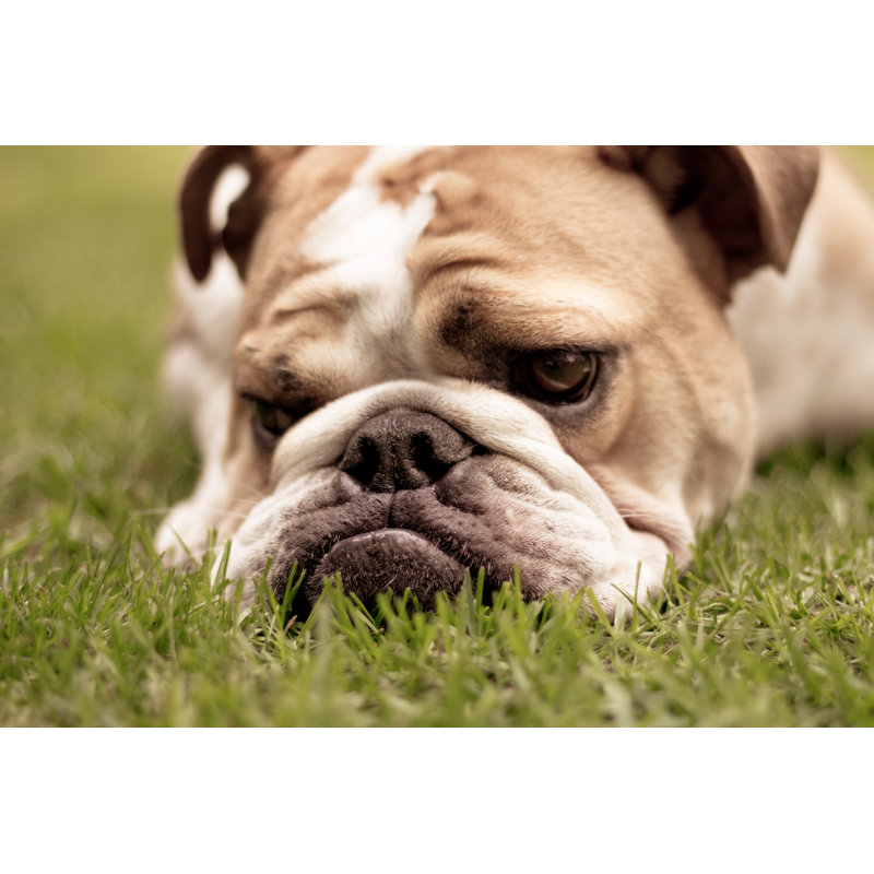 English Bulldog - Wrapped Canvas Print, 30cm H x 46cm W x 3.8cm D