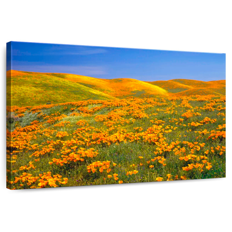 California Golden Poppies, H 8 po x l 12 po