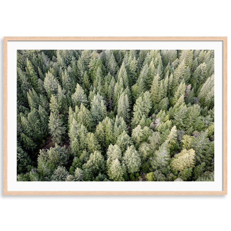 «Redwoods View from Above» par Carly Tabak - photographie avec cadre photo, L 25 po x H 18 po, Bois naturel
