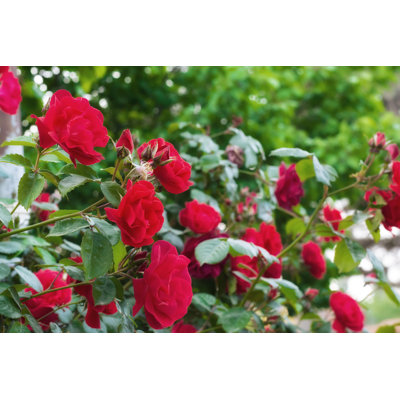 Roses dans le jardin