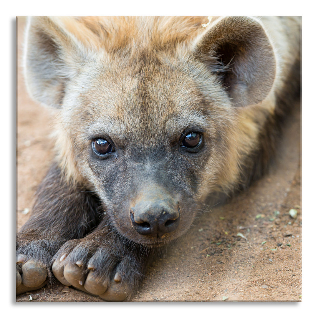 Ungerahmtes Foto auf Glas "Cute Hyena"