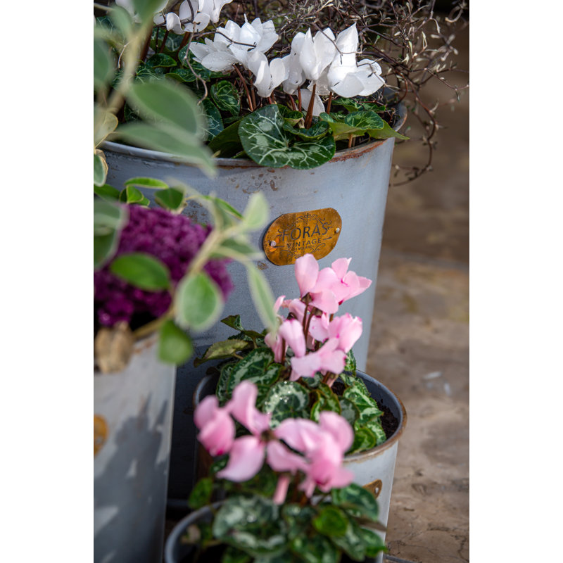 Chesson Metal Pot Planter