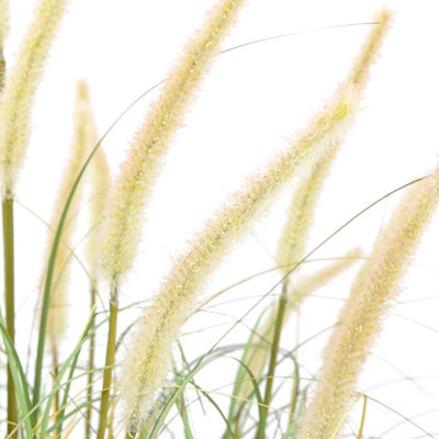Potted Grass with Cattail Seed Heads (5pk)