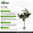 Algreen 64" Faux Oak Tree in White Decorative Planter