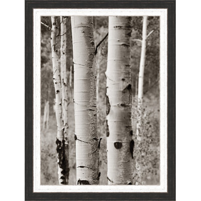 " Aspens II "