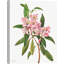 Rose Bay Rhododendron, 1932 by Mary Vaux Walcott - Art Prints on Canvas-1424483251