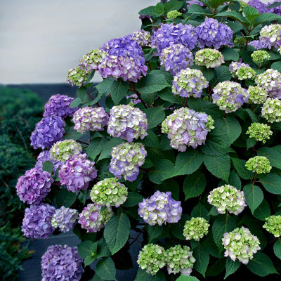 1 Gallon Endless Summer Bloomstruck Hydrangea - Flowering Deciduous Shrub for Shade to Part Sun