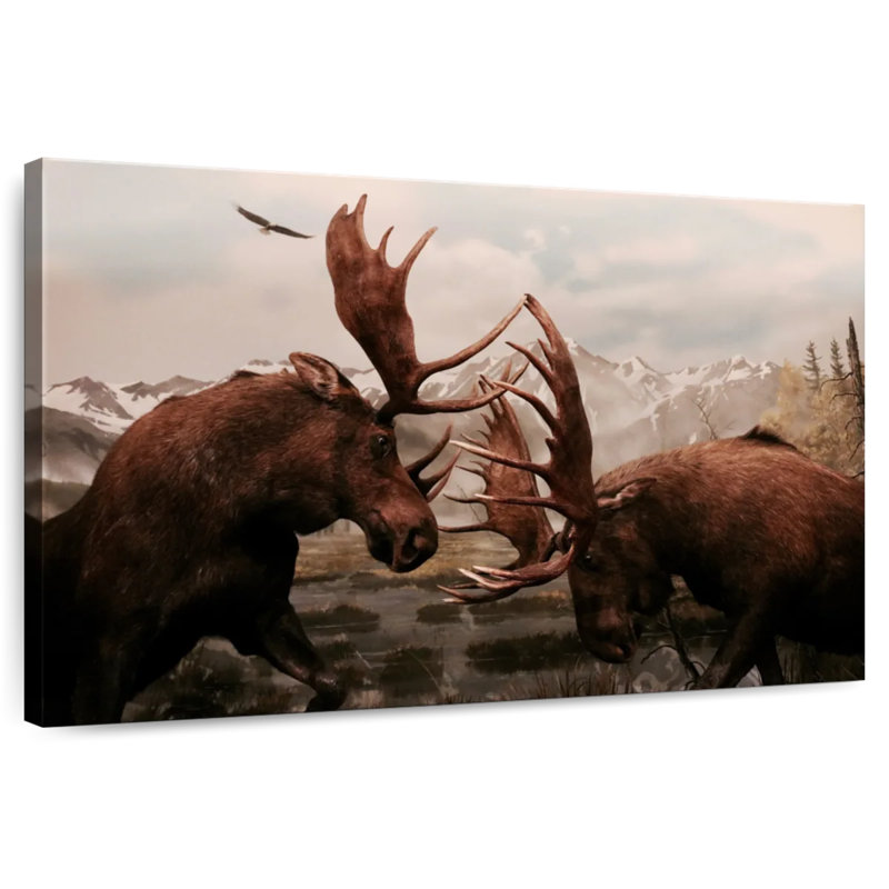 Brampt Moose Battle