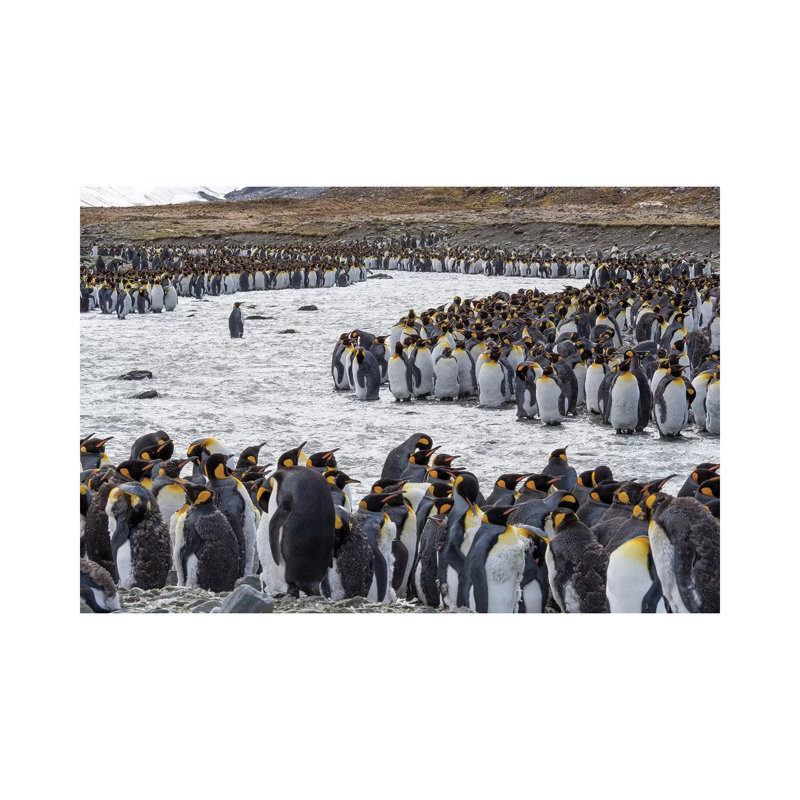King Penguin Rookery In St. Andrews Bay. Adults Molting. South Georgia Island by Martin Zwick - Wrapped Canvas Print