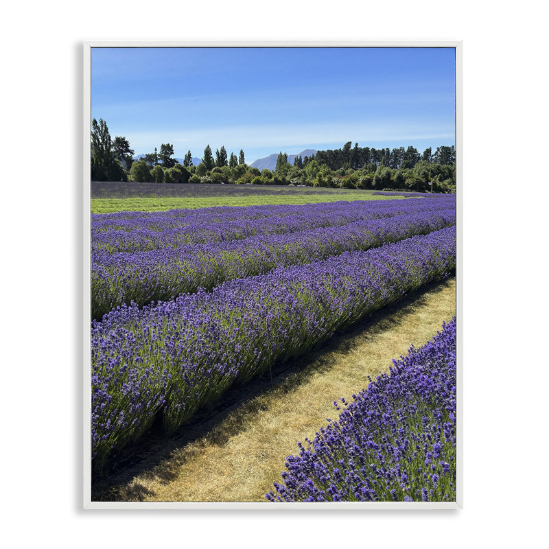 Lavande, art giclée par Kali Wilson, Giclée encadrée blanc bord de mer, H 20 po x l 16 po