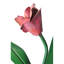 Tulip 1 - Light Wallchiere