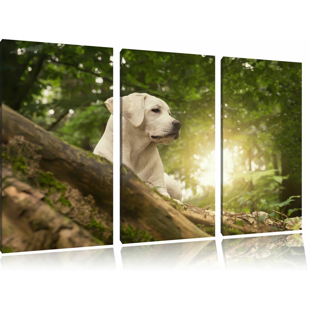 3-tlg. Leinwandbilder-Set Labrador Welpe im Wald, Fotodruck