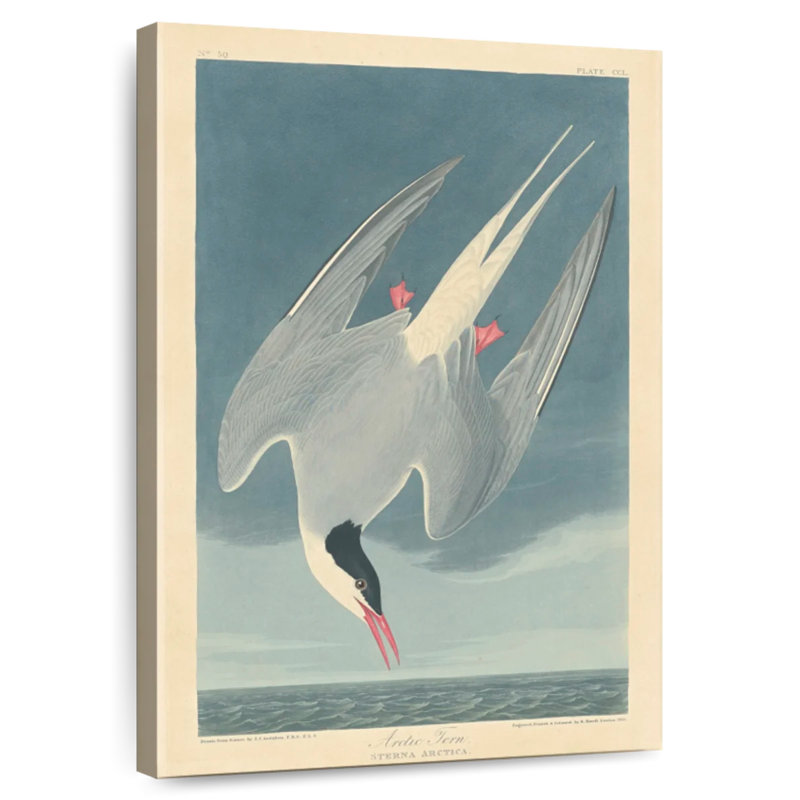 Brampt Arctic Tern, 24" H x 16" W