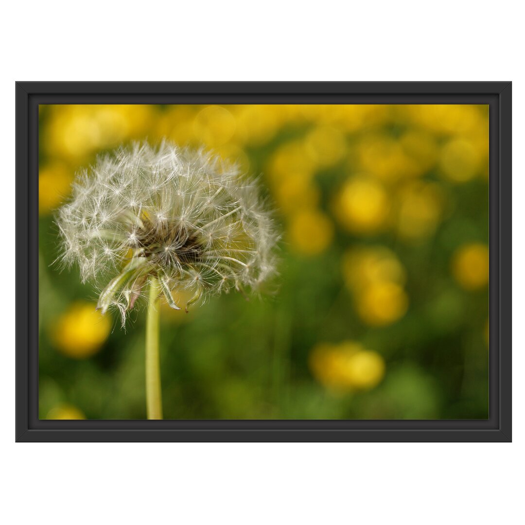 Gerahmtes Wandbild Pusteblume vor Wildwiese