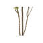 TREE LAUREL GROWER 7FT