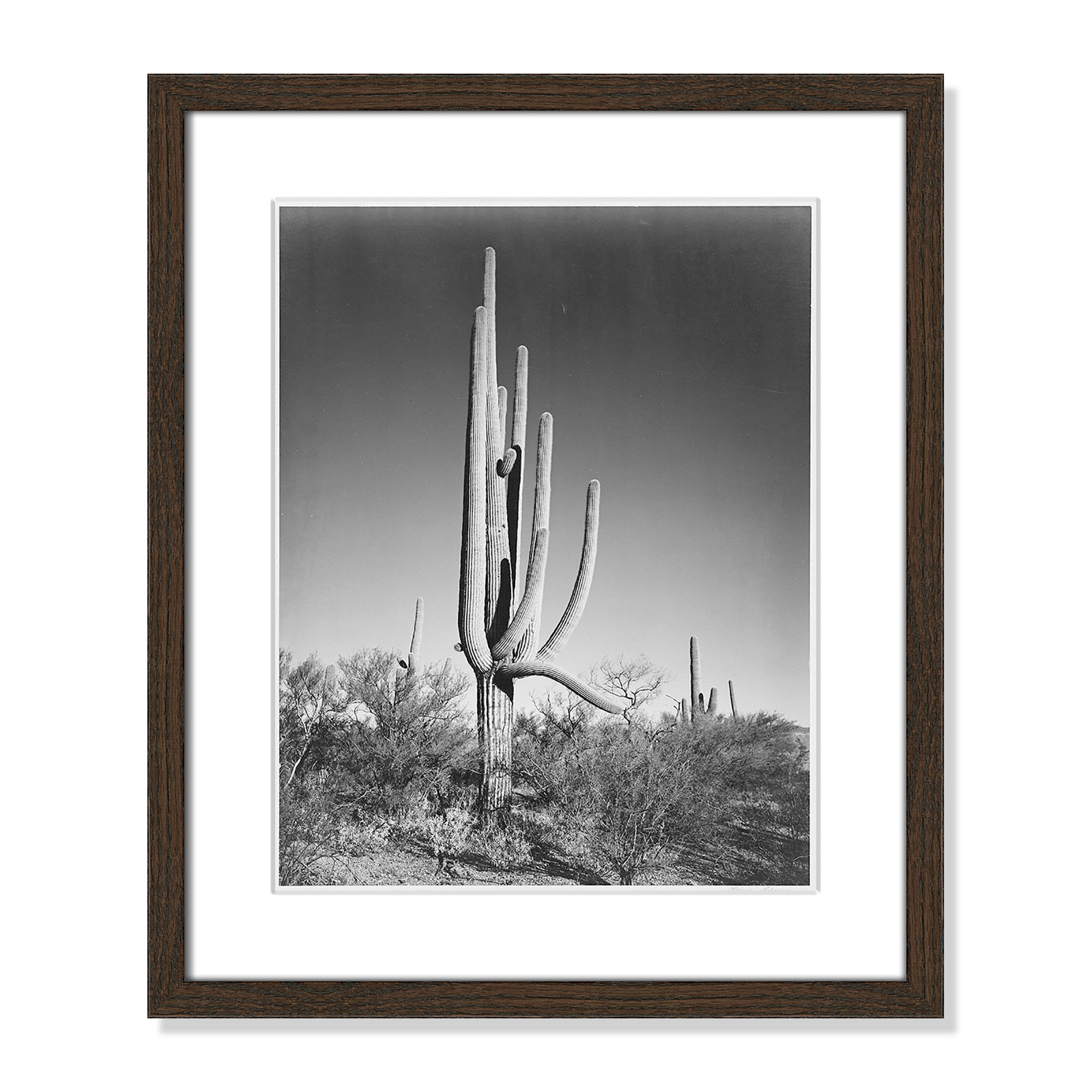 Cactus In Saguaro National Monument In Arizona by Ansel Adams, 19" H x 16" W x 0.75" D, Walnut
