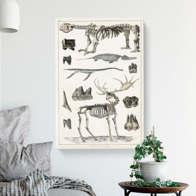 Animal Bones IV by Oliver Goldsmith - Wrapped Canvas Drawing Pint - Wrapped Canvas