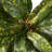 11" Croton Plant