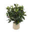 Faux Olive Tree Plant in Fiberstone Pot