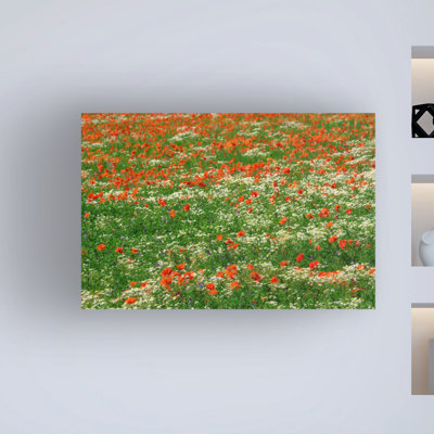 Coquelicots et champ de camomille par Cora Niele - photographie sur toile tendue