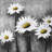 Daisies - 32"x32" art on canvas