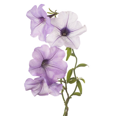 Flower Isolated 1 Piece Wrapped Canvas Wall Art