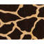 Hand Knotted Wool Area Rug in Black And Ivory
