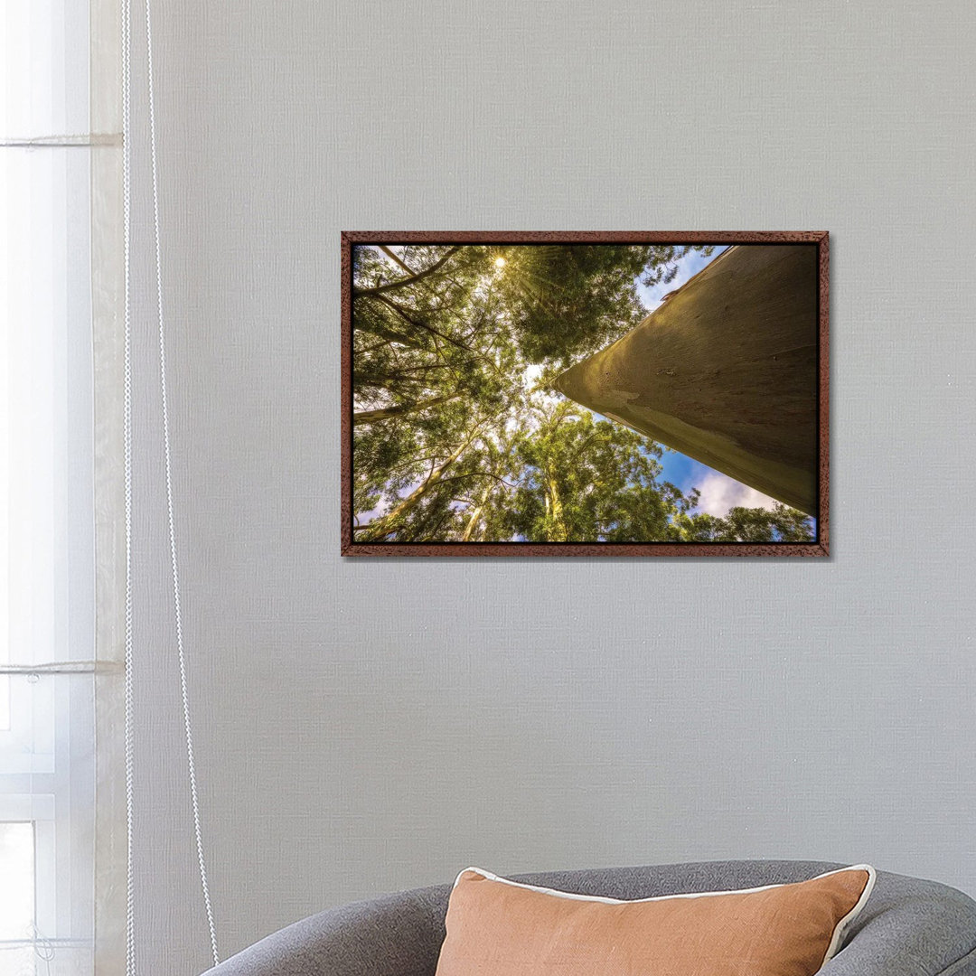 Magical Tree by Glauco Meneghelli - Gallery-Wrapped Canvas Giclée on Canvas