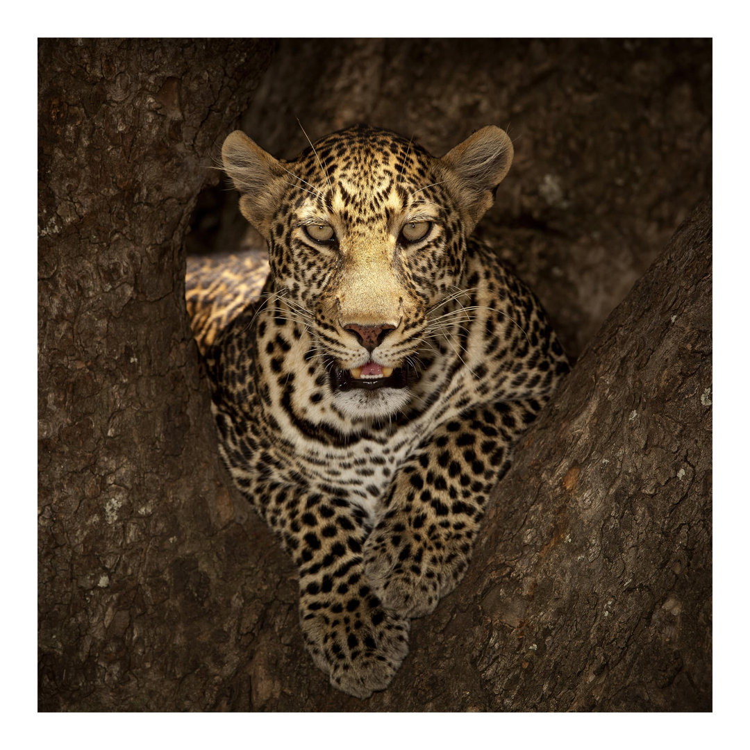 Leopard Resting on a Tree 2.9m x 4.32m Textured Matte Peel & Stick Wall Mural