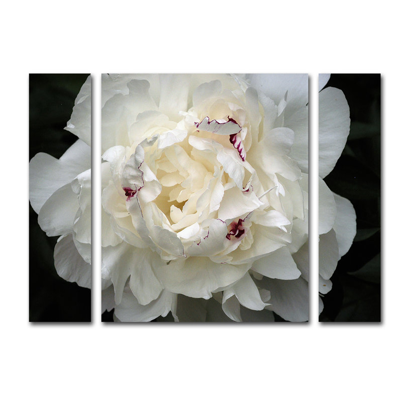 « perfect pivoine » par kurt shaffer, ensemble de 3 reproductions de photos sur toiles tendues, H 24 po x l 32 po x P 2 po