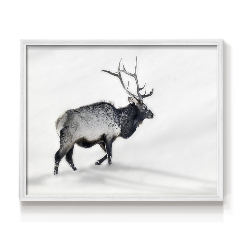 Lone Bull -Framed Print - Restickable, H 11 po x l 14 po, Blanc