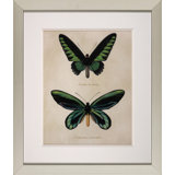Bejeweled Butterfly II Print