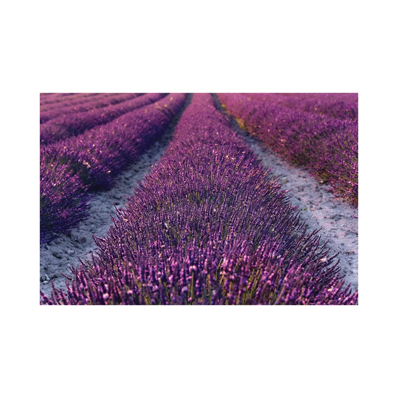 Lavender Symphony II by Stefan Hefele - Wrapped Canvas Print, 101.6 cm H x 66.04 cm W x 1.91 cm D
