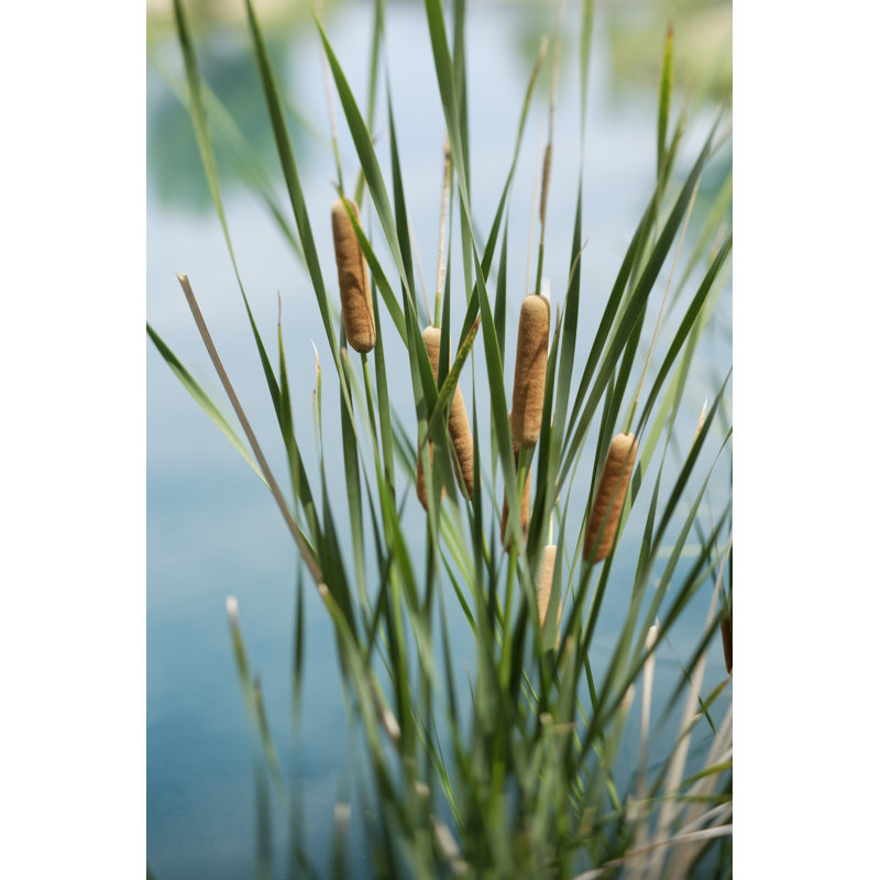 Cattails By The Cool Blue Water - Wrapped Canvas Print, 122cm H x 81cm W x 3.8cm D