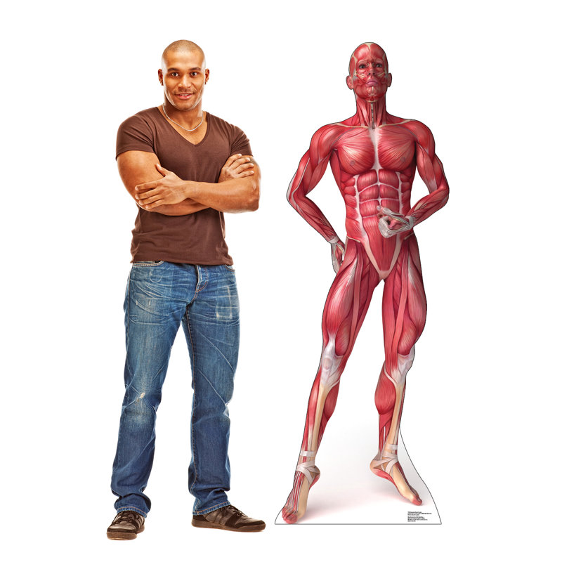Anatomy 72'' Cardboard Standup