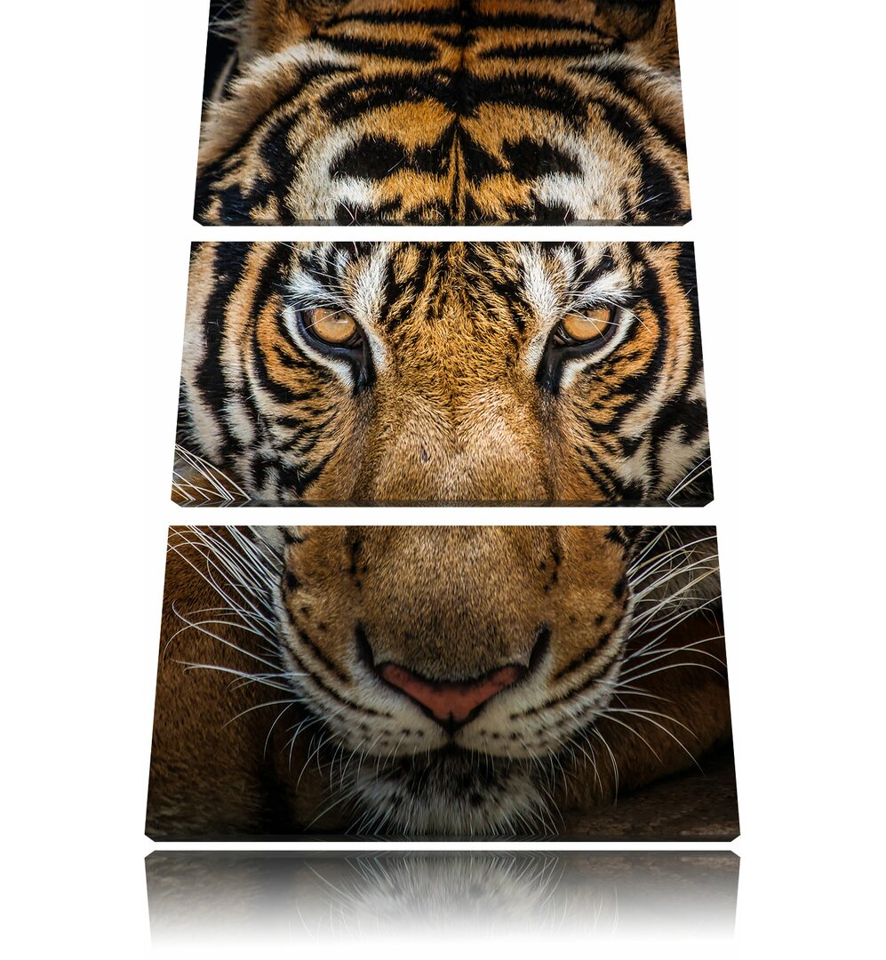 3-tlg. Leinwandbilder-Set Tiger mit hellbraunen Augen, Fotodruck