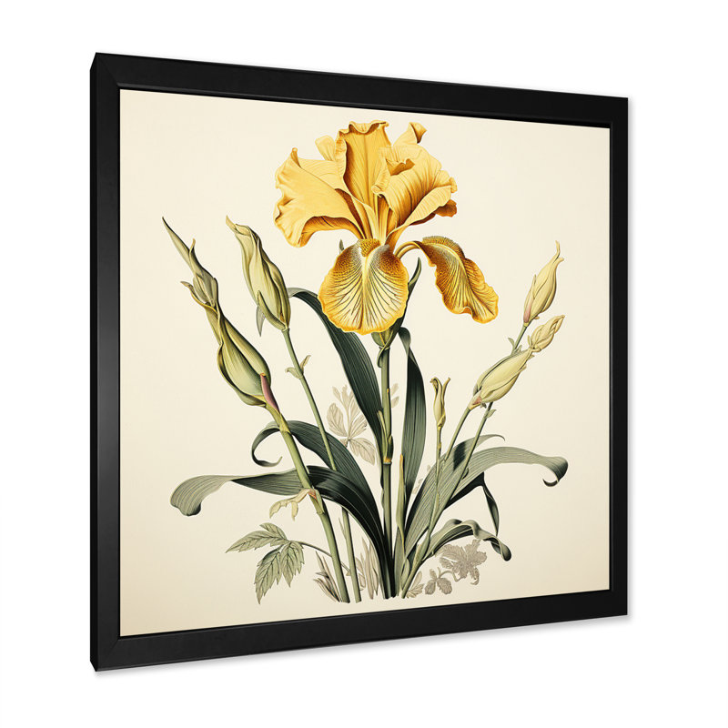Iris jaune, illustration rétro I sur toile, Cadre simple noir, H 30 po x l 30 po x P 1 po