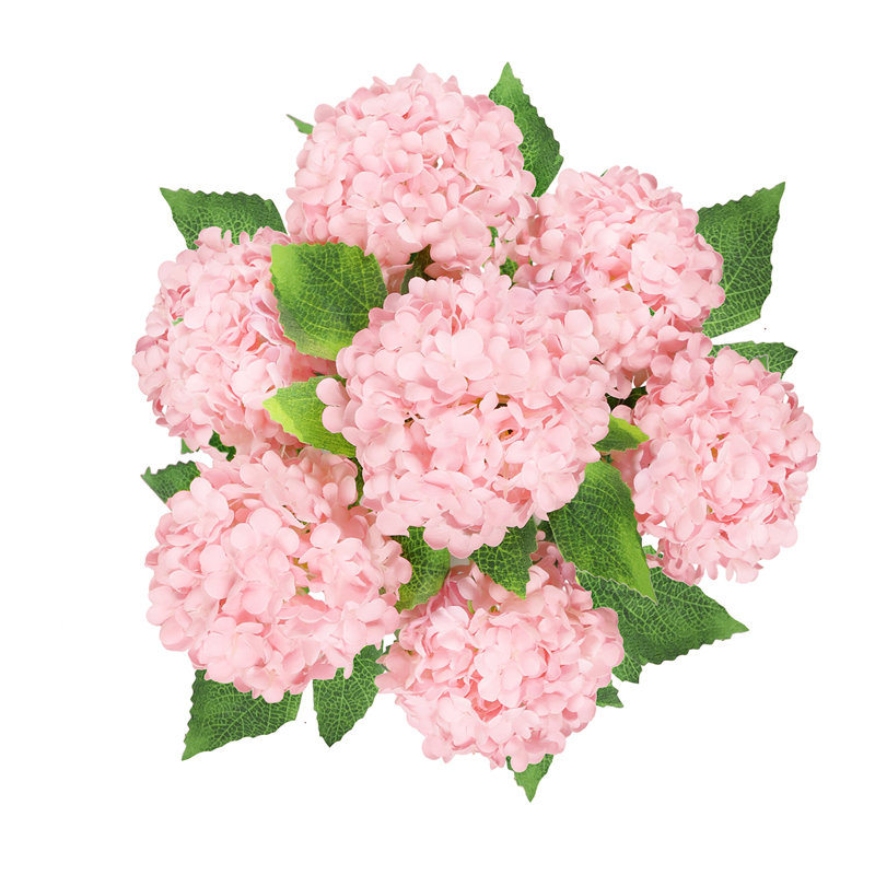 Boule de neige Guelder Rose, Rosé / vert