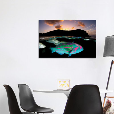 Surge Wrasse Sunset Lord Howe Island by Jordan Robins - Wrapped Canvas Print